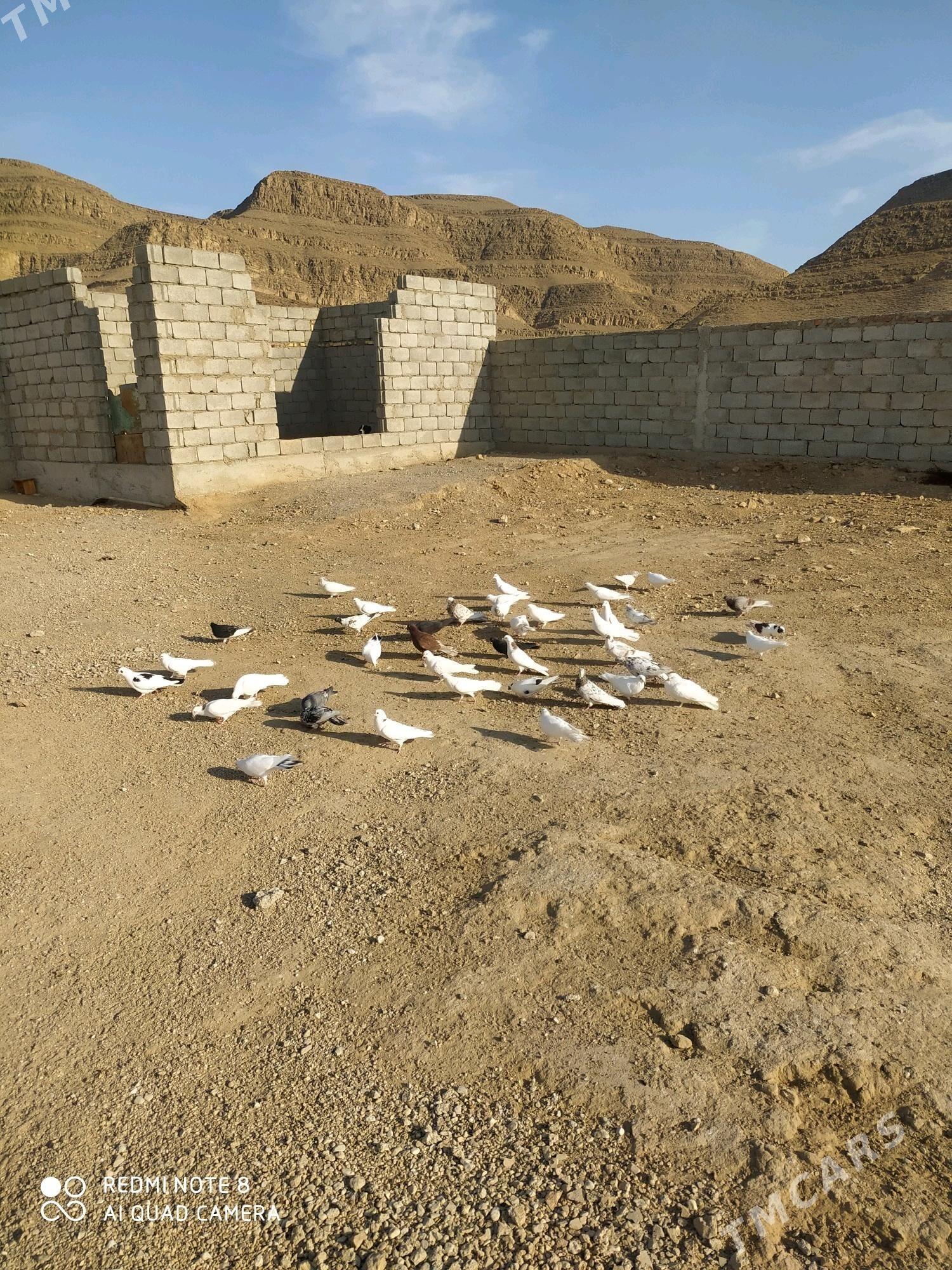 kepderi - Балканабат - img 5