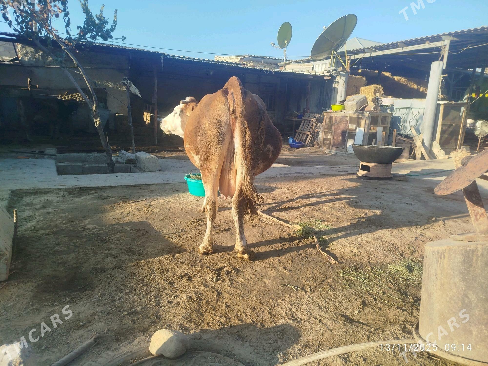 Göleli sygyr - Бахарден - img 4