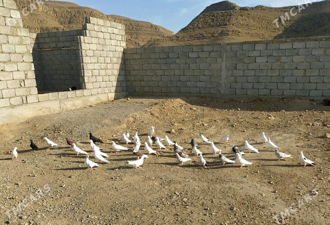 kepderi - Балканабат - img 1