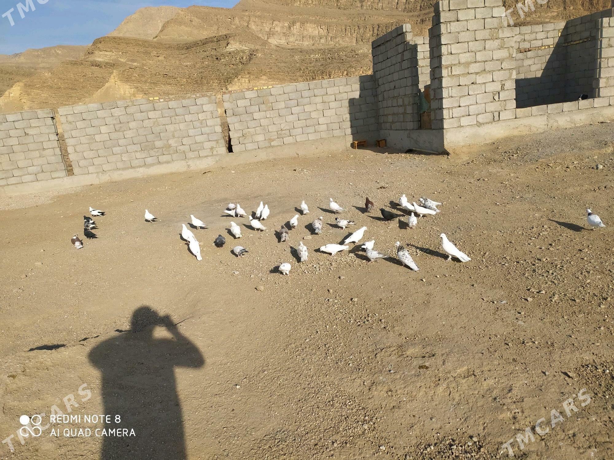 kepderi - Балканабат - img 6