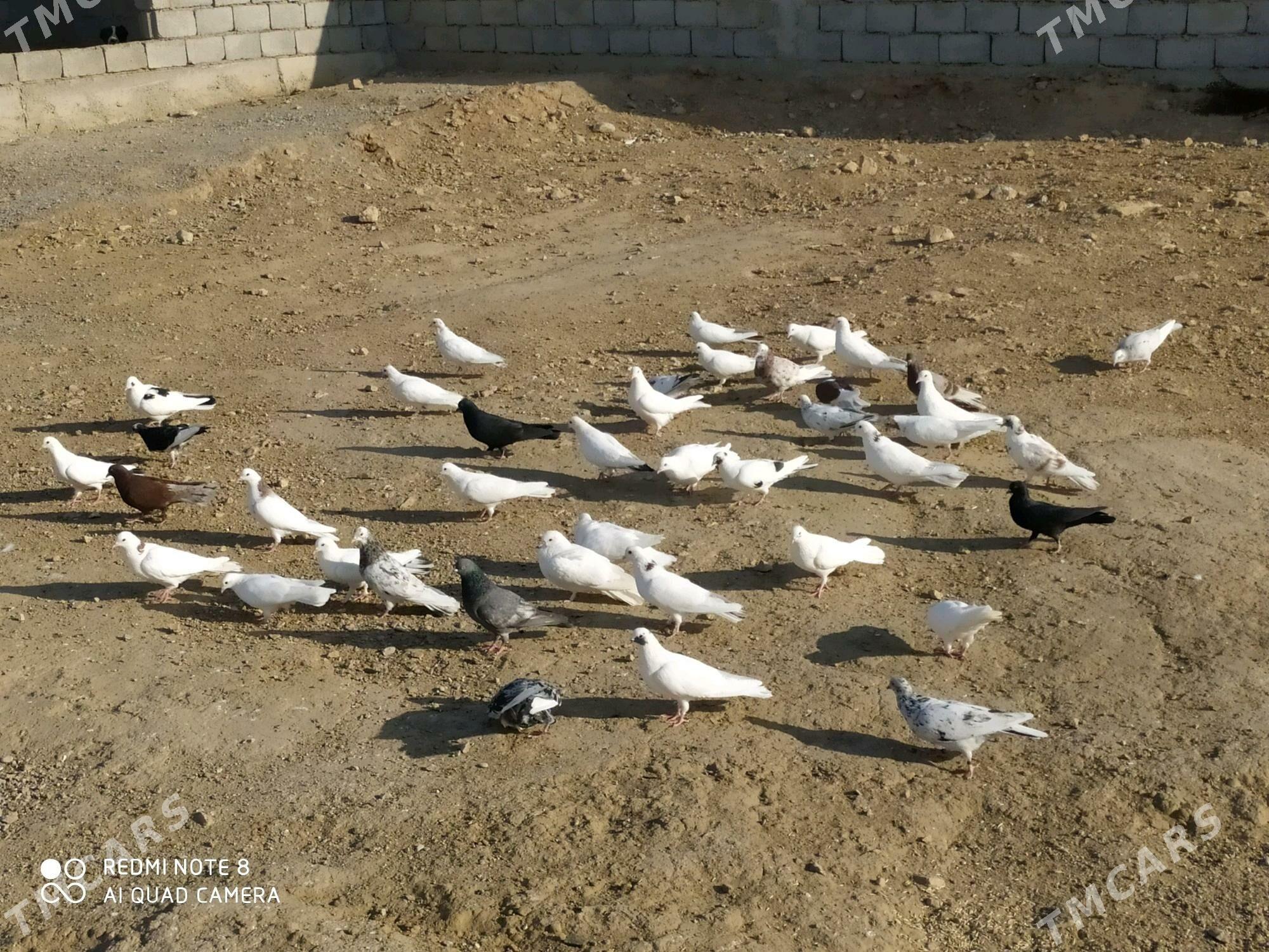 kepderi - Балканабат - img 3