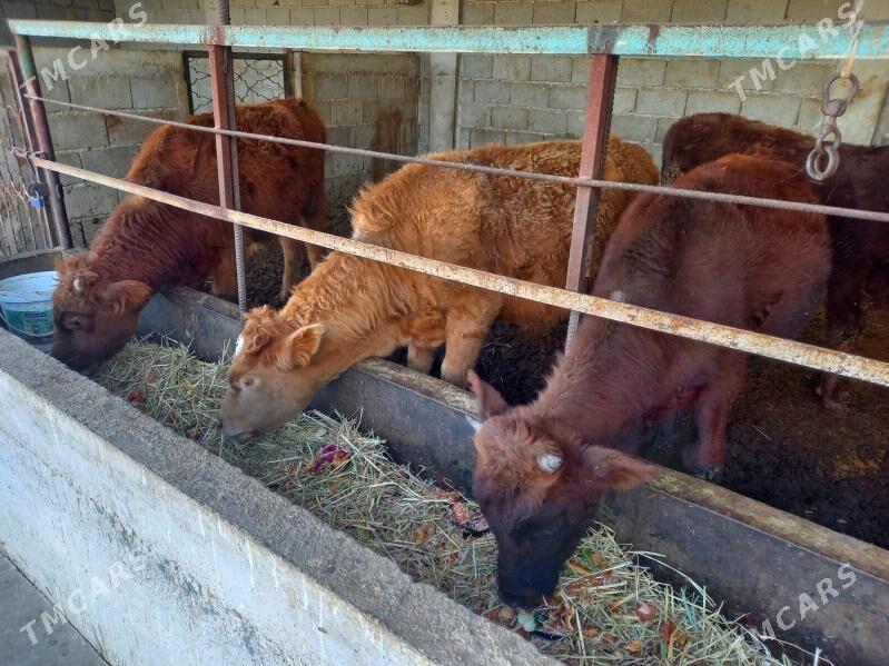 okuz - Gökdepe - img 2