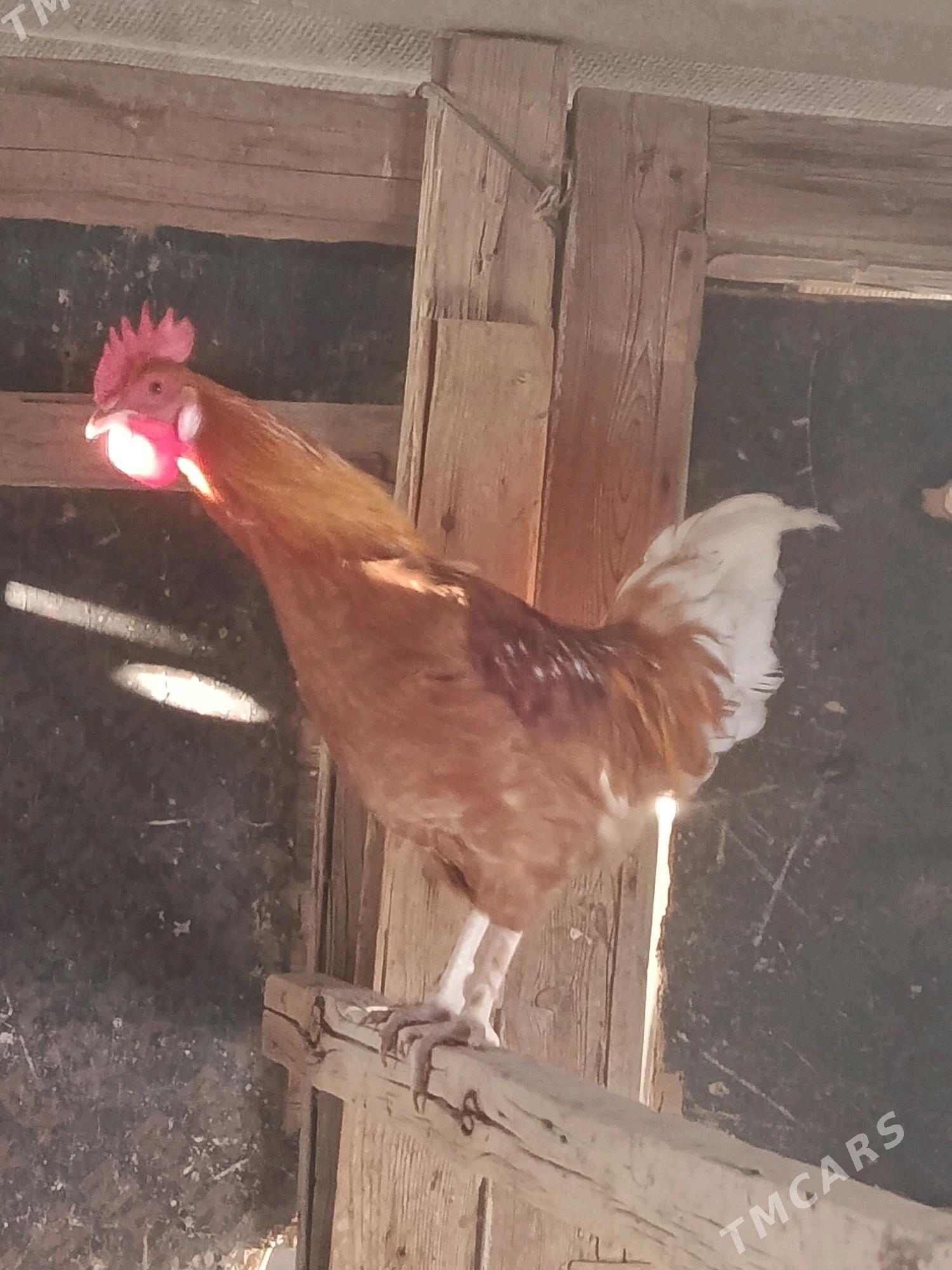 Horaz - Gyzylarbat - img 2