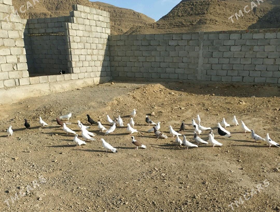 kepderi - Балканабат - img 2