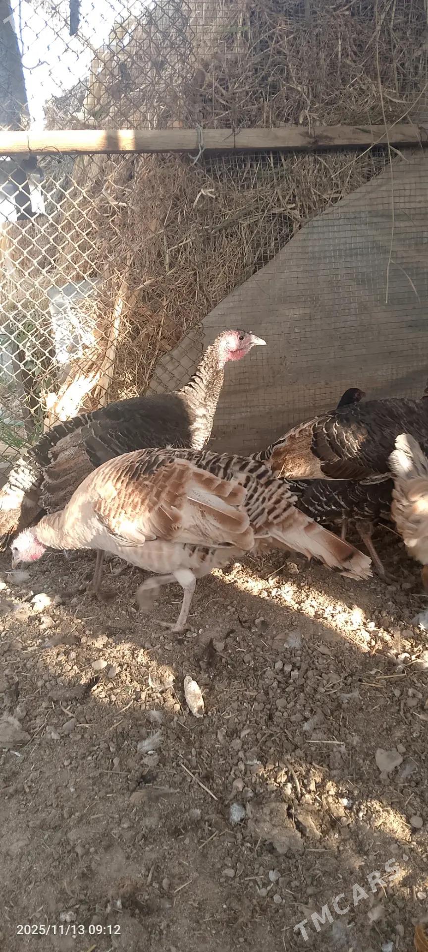 İnduk towuk - Сакарчага - img 3