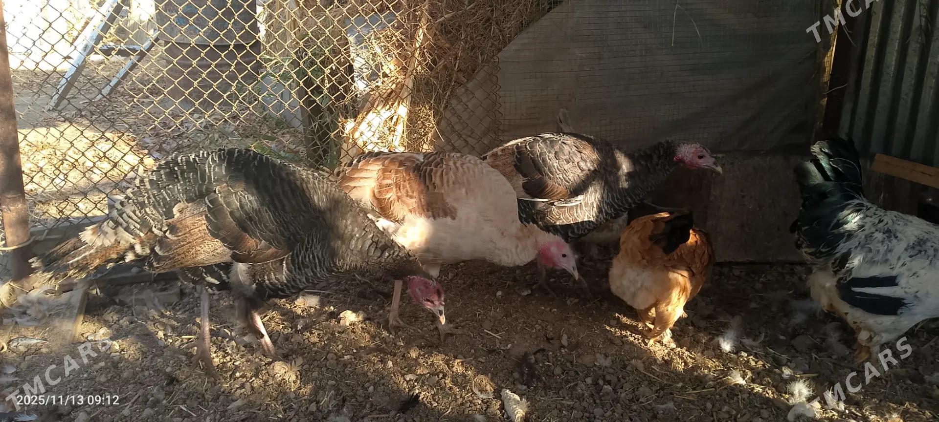 İnduk towuk - Сакарчага - img 2