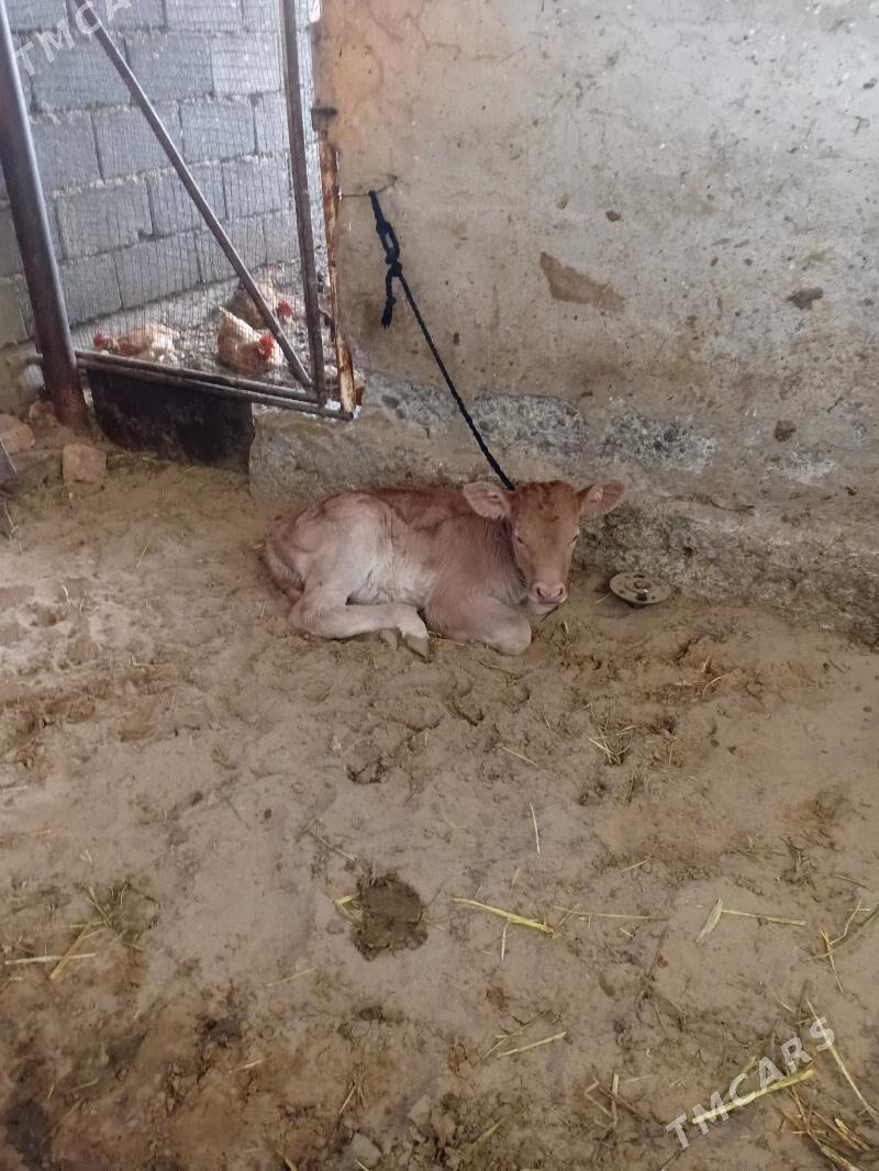 Goleli sygyr - Гёкдепе - img 2