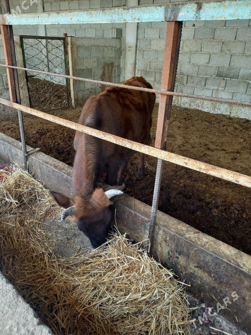 okuz - Gökdepe - img 4