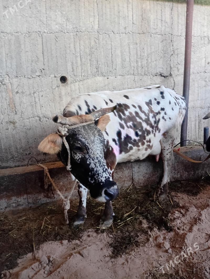 Goleli sygyr - Гёкдепе - img 1