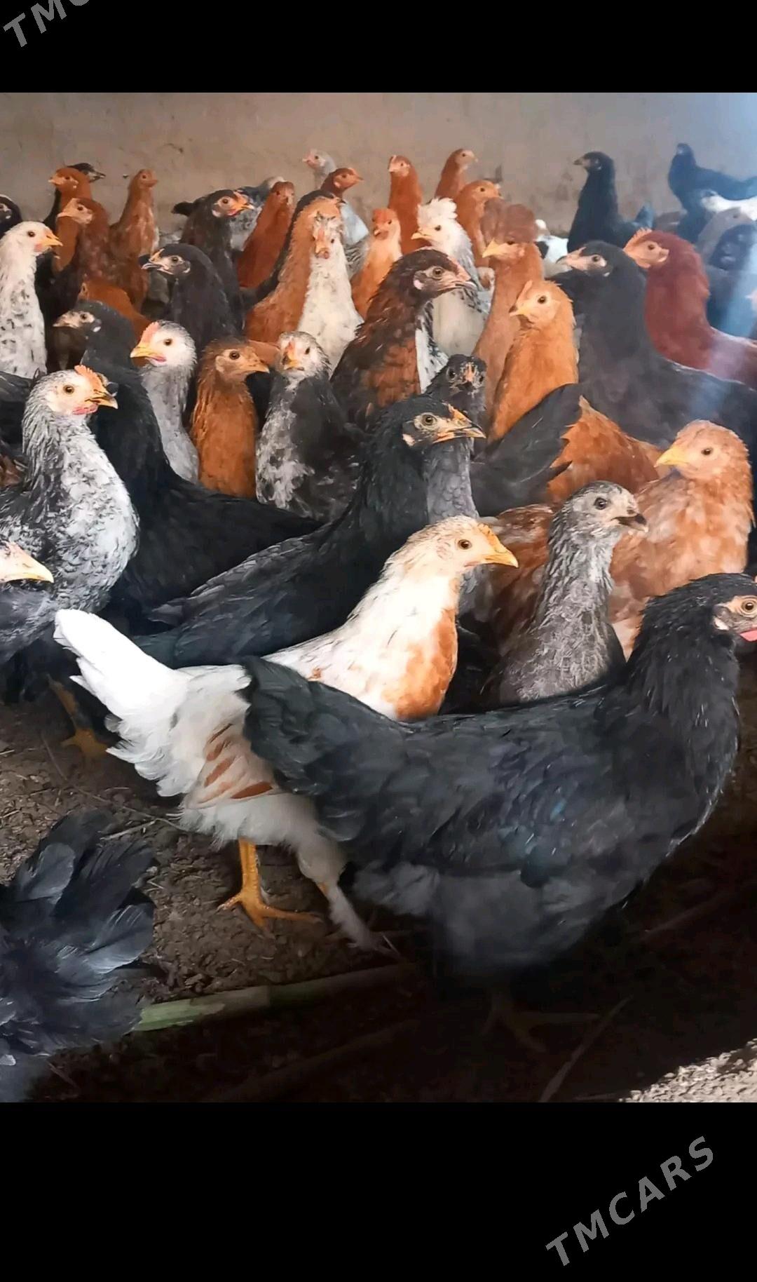 towuk - Сакарчага - img 3