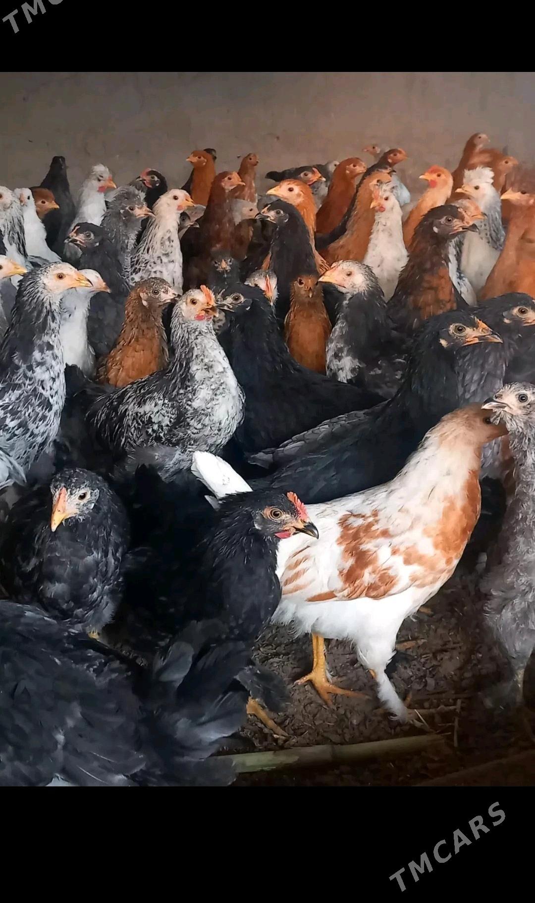 towuk - Сакарчага - img 1