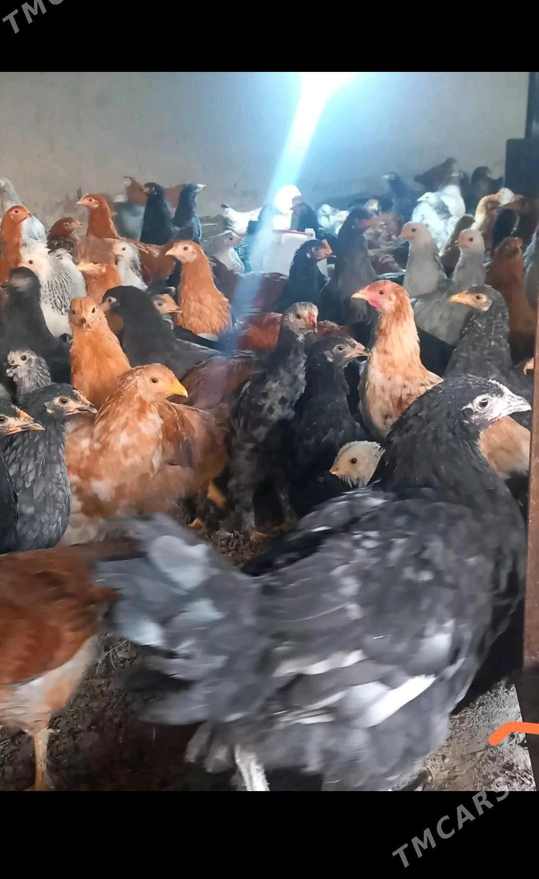 towuk - Сакарчага - img 2