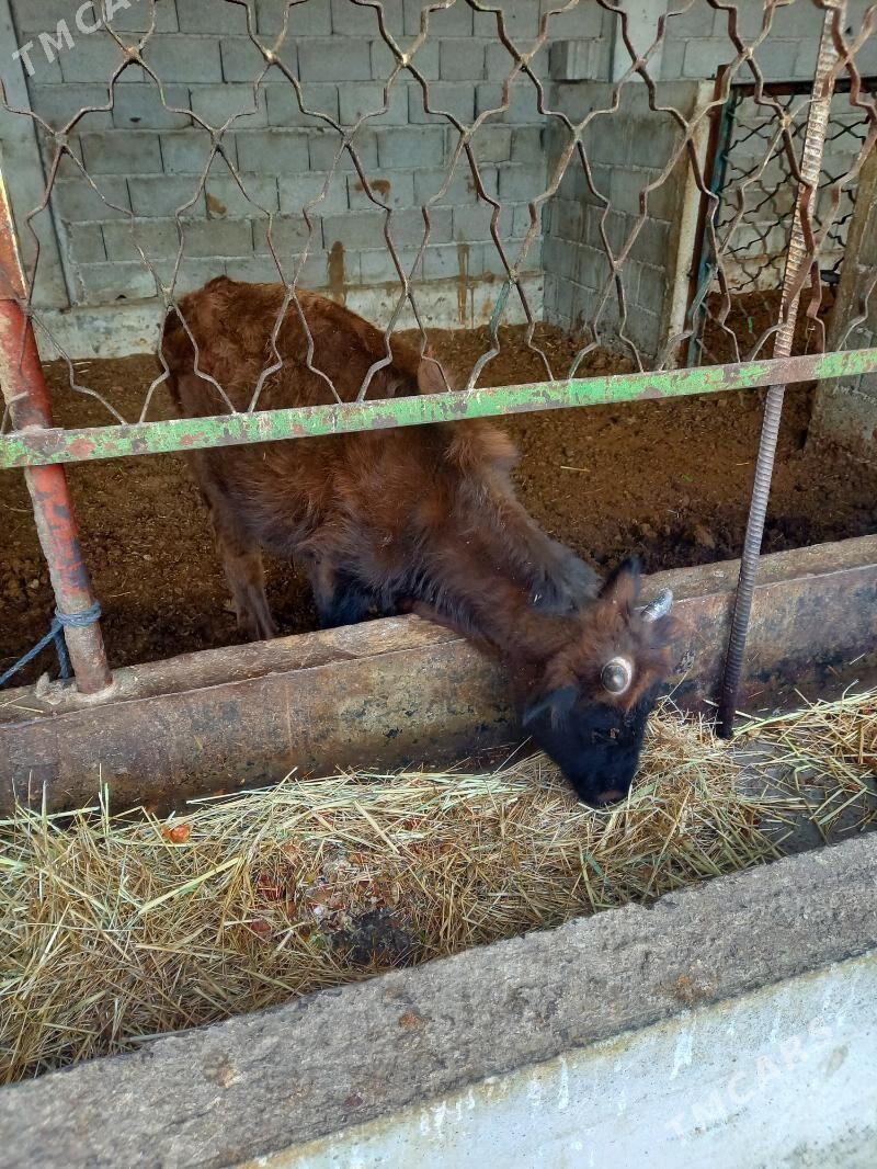 okuz - Gökdepe - img 2