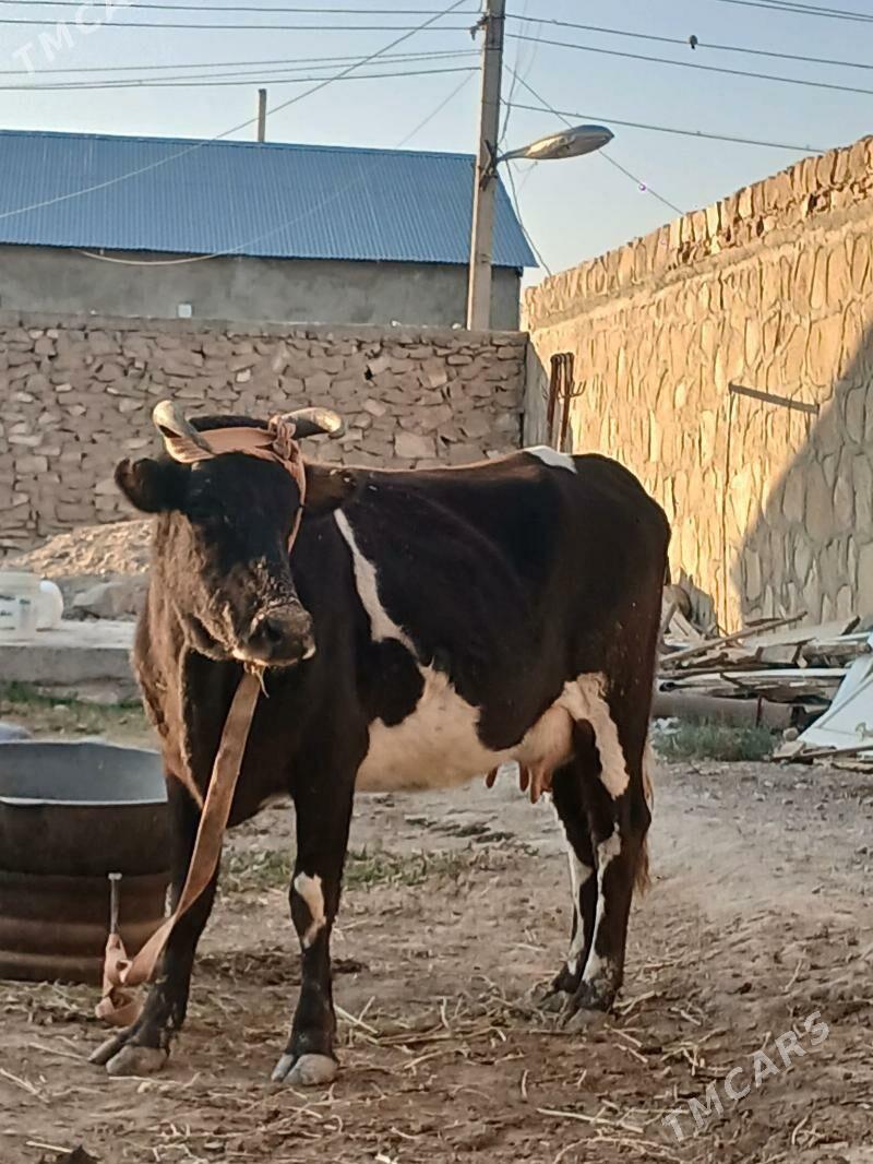 Tohum gõleli sygyr - Гызыларбат - img 2