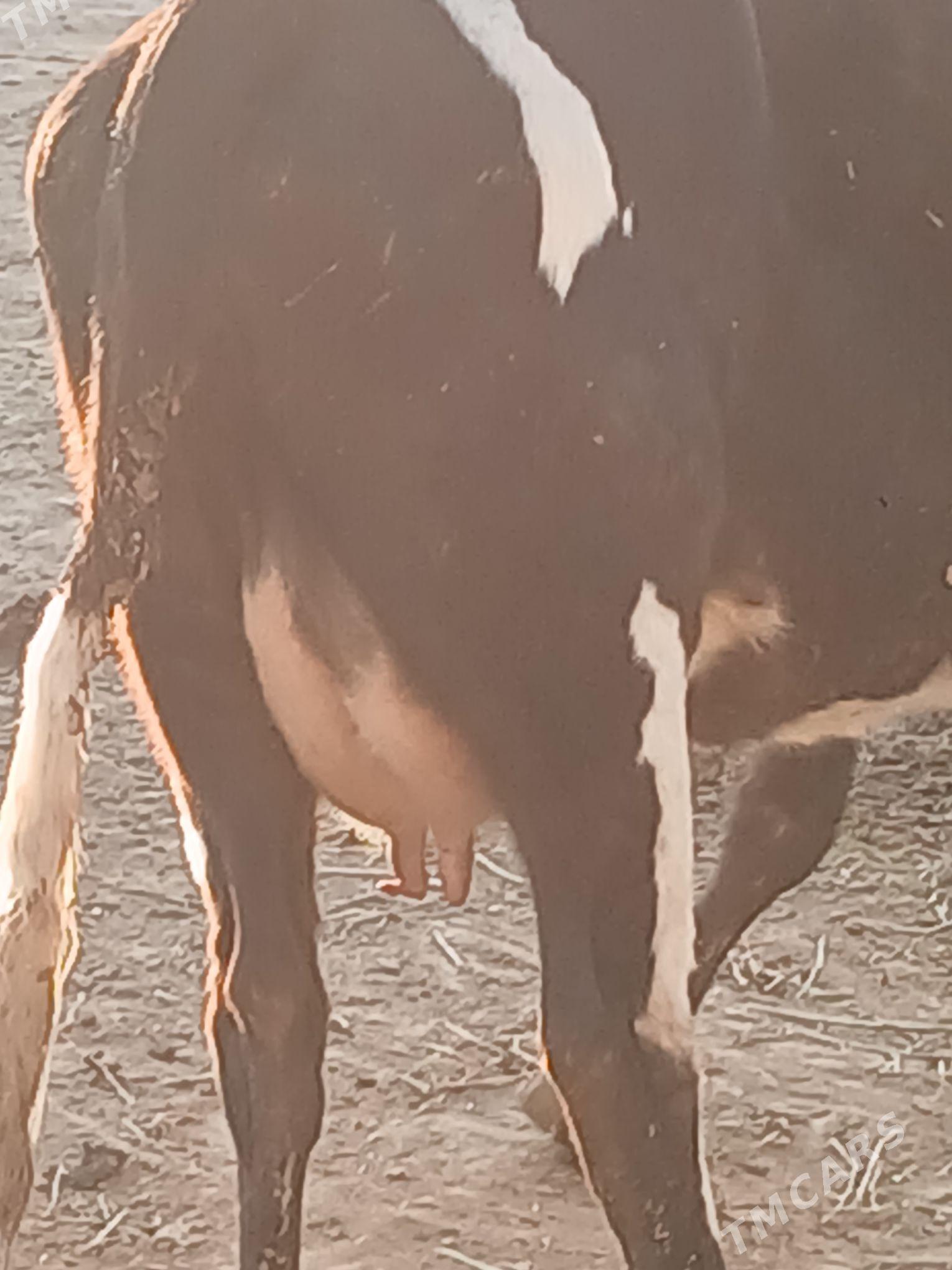 Tohum gõleli sygyr - Гызыларбат - img 3