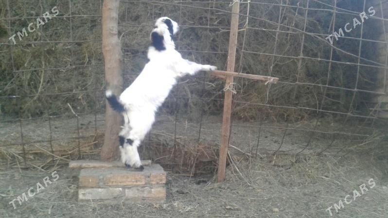 Пакистан метис овлак - Керки - img 1