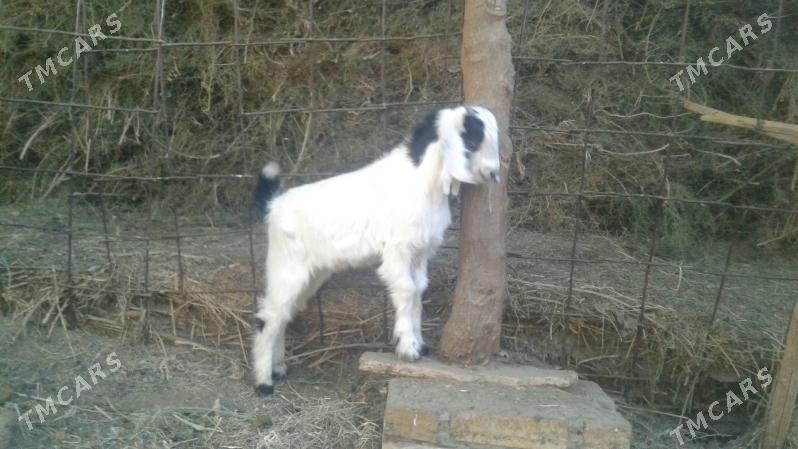 Пакистан метис овлак - Керки - img 2