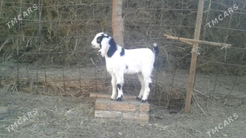 Пакистан метис овлак - Керки - img 3