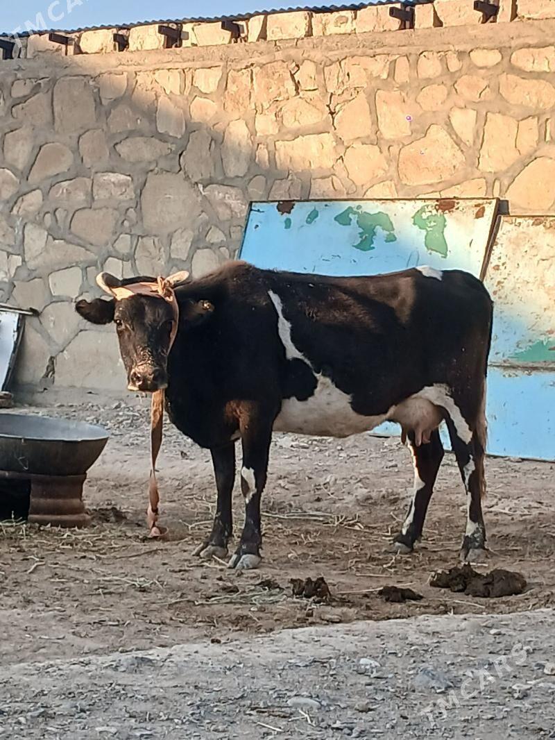 Tohum gõleli sygyr - Гызыларбат - img 1