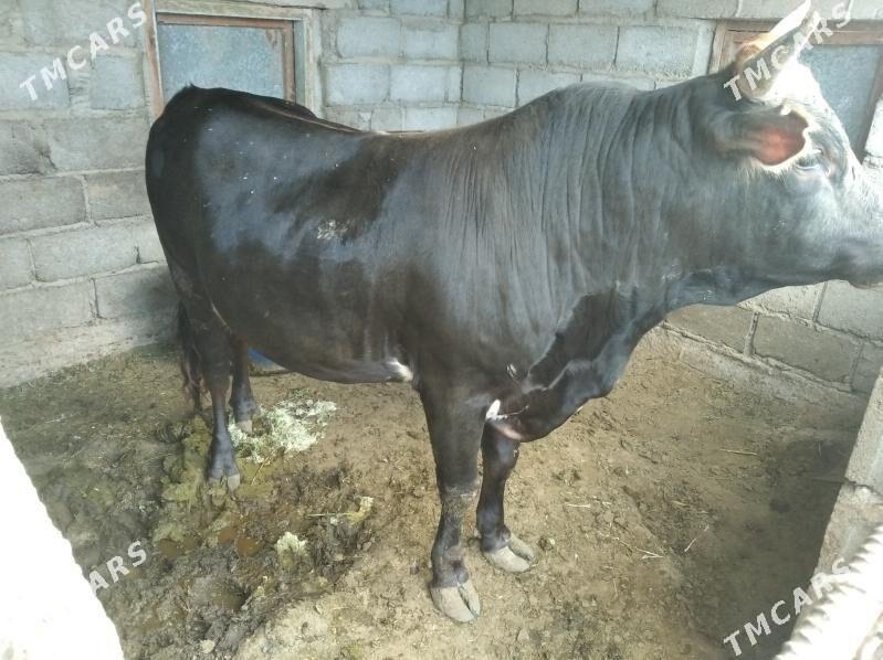 Ökizler. - Этрек - img 2