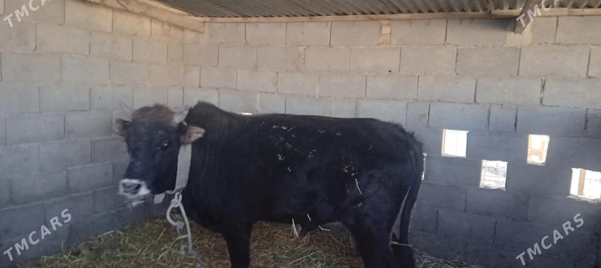 Ökizler. - Этрек - img 5