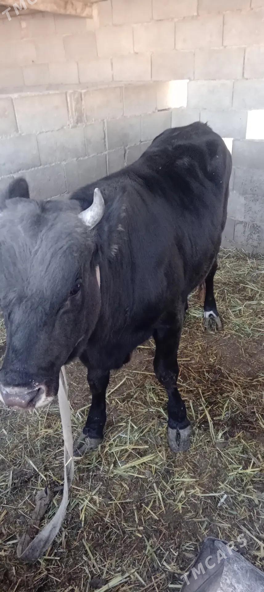 Ökizler. - Этрек - img 4