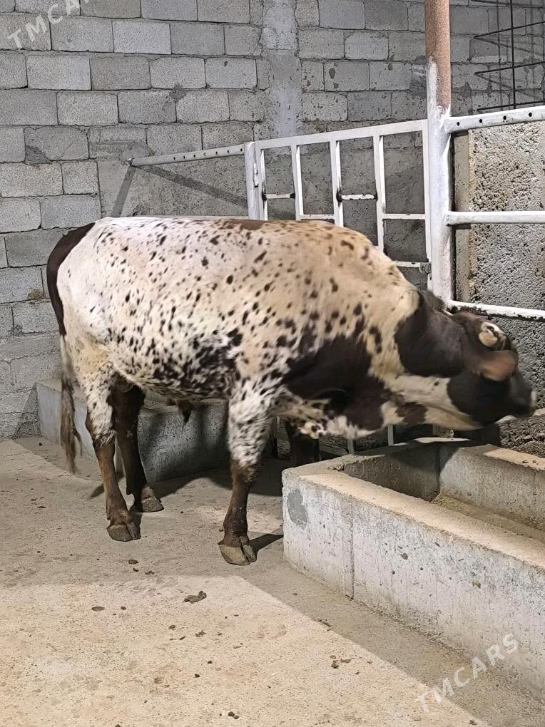 Okz bakylan - Änew - img 4