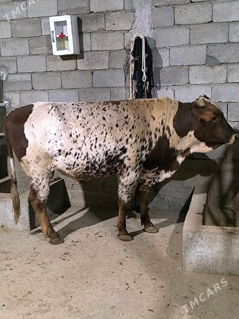 Okz bakylan - Änew - img 5