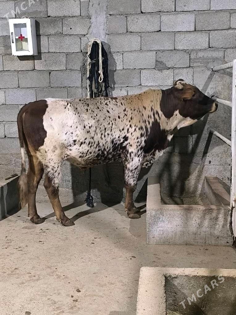 Okz bakylan - Änew - img 2