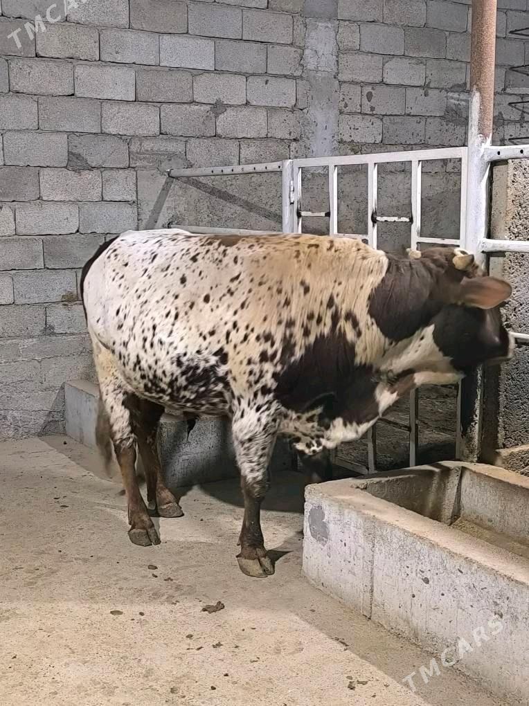 Okz bakylan - Änew - img 3