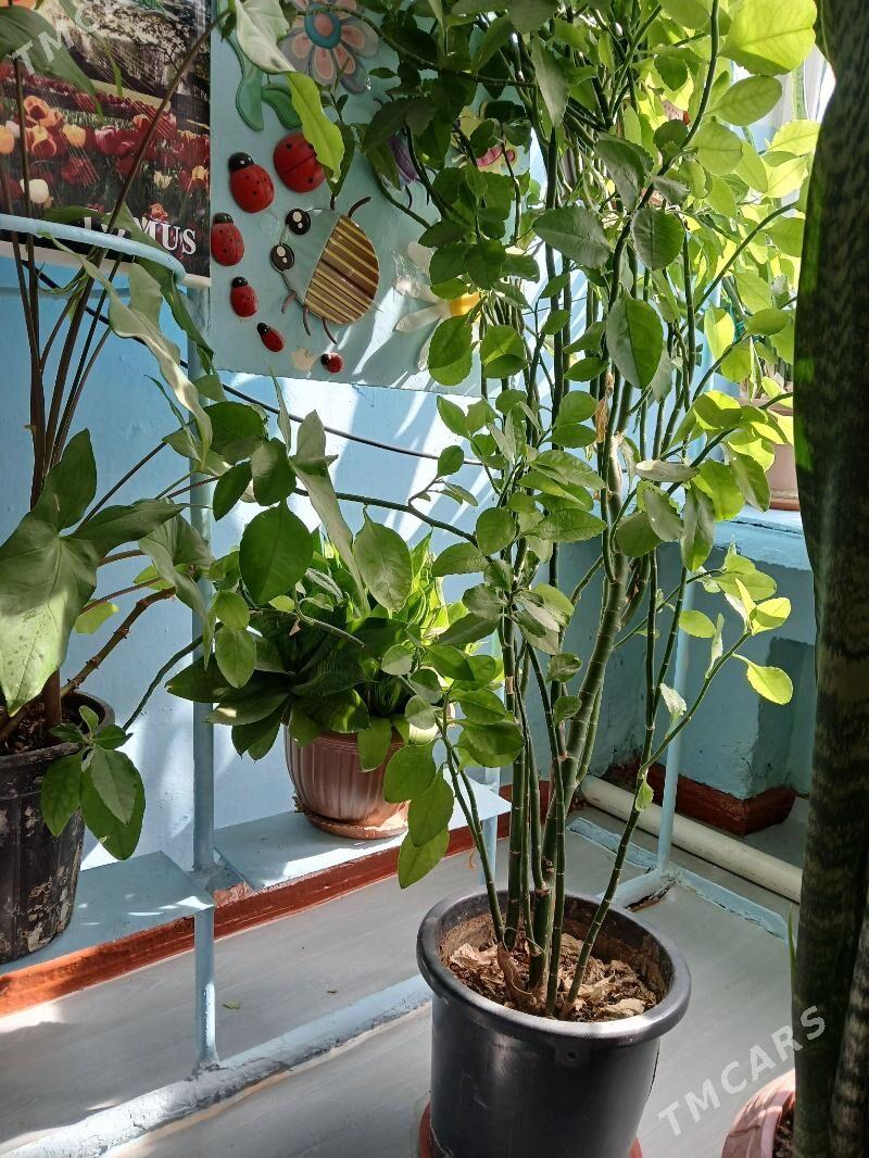 отаг гуллери - 1 мкр - img 3