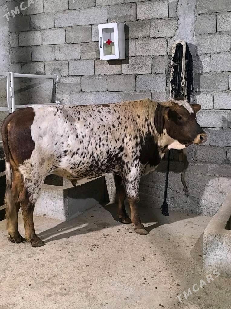 Okz bakylan - Änew - img 6