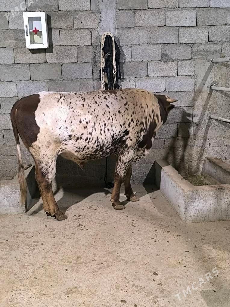 Okz bakylan - Änew - img 7