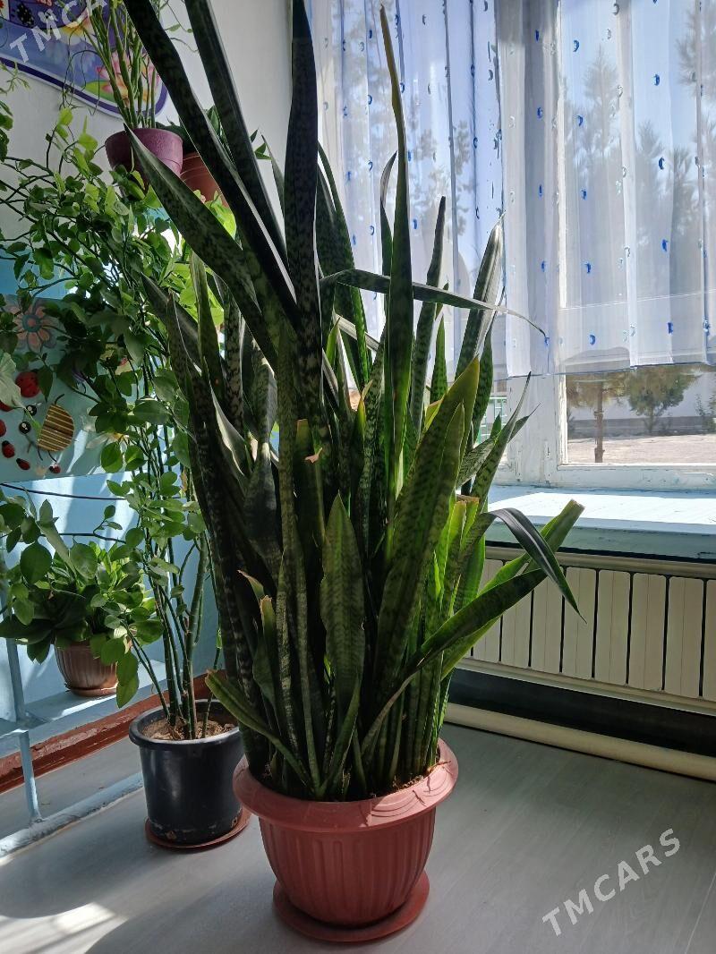 отаг гуллери - 1 мкр - img 4