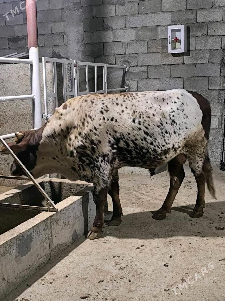 Okz bakylan - Änew - img 8