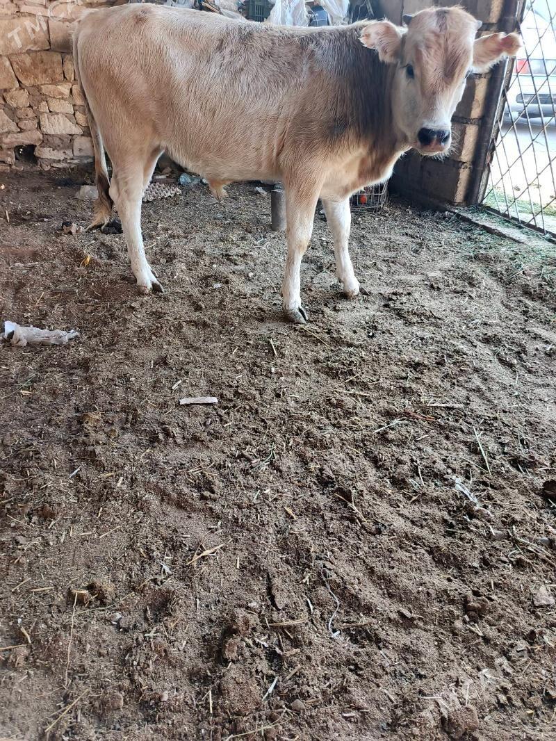 okuzce - Балканабат - img 2