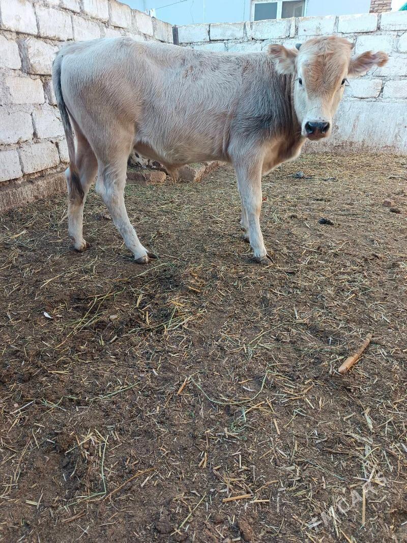 okuzce - Балканабат - img 3