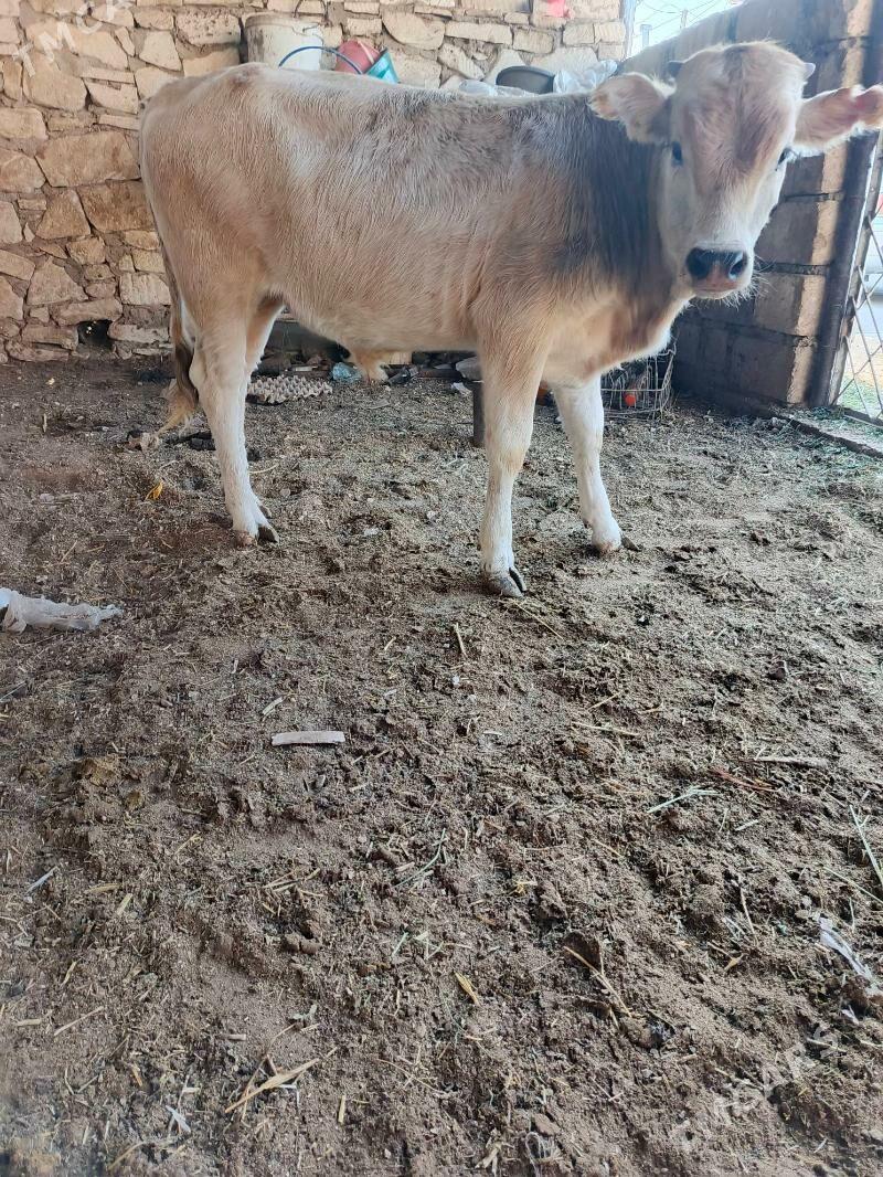 okuzce - Балканабат - img 4