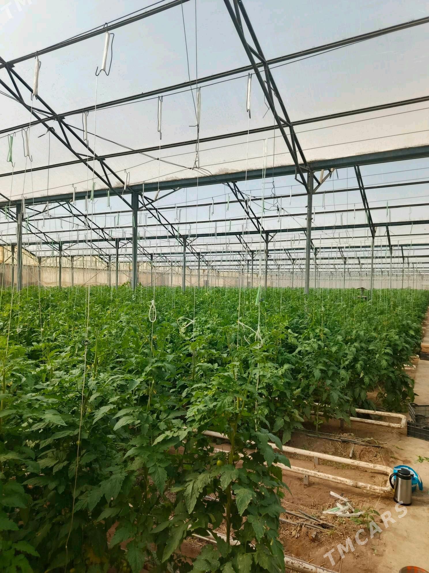 İSGAR OGLAN GYZ GELİN ALYAS - Gökje - img 2