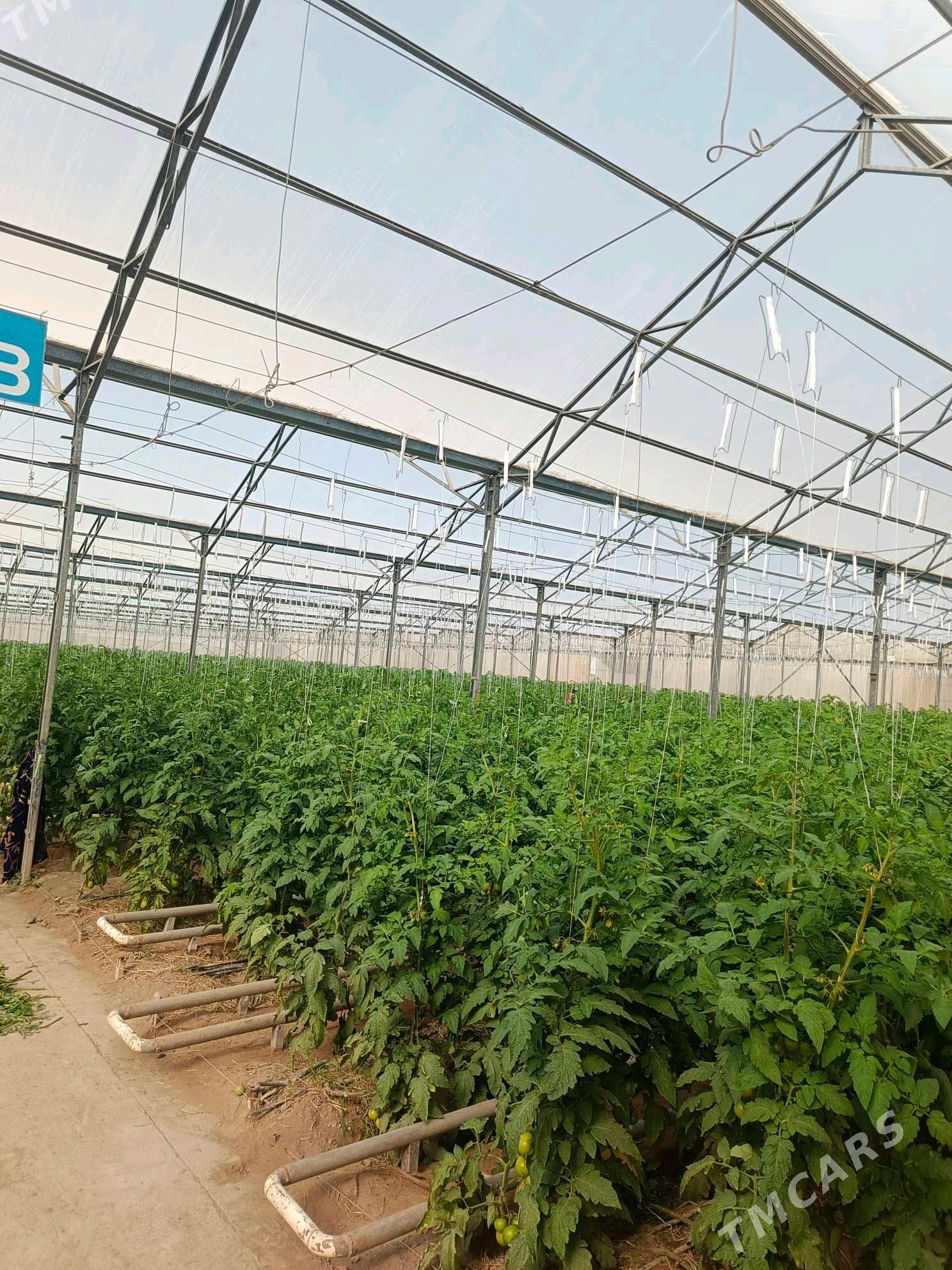 İSGAR OGLAN GYZ GELİN ALYAS - Gökje - img 1