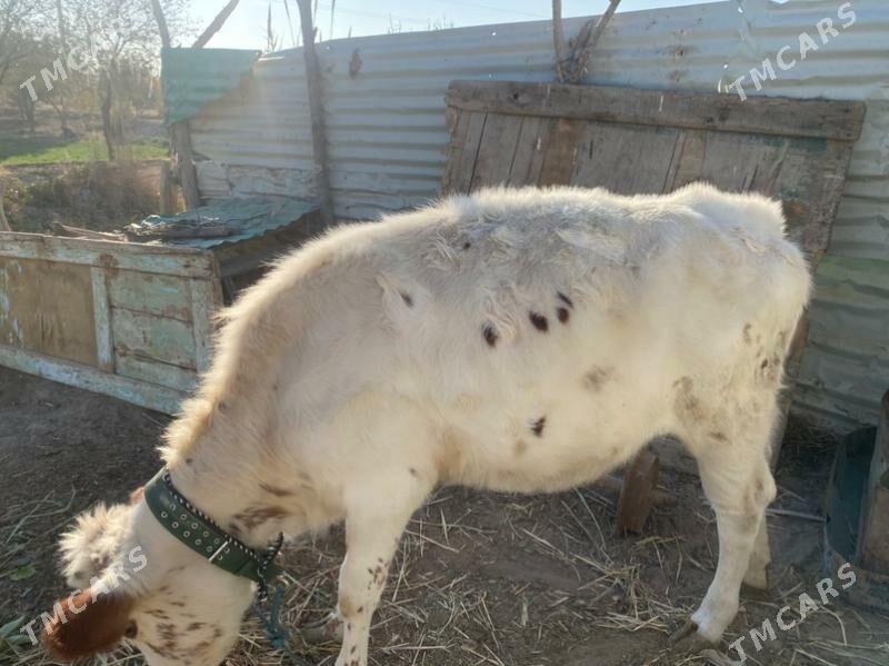 unajin - Фарап - img 9