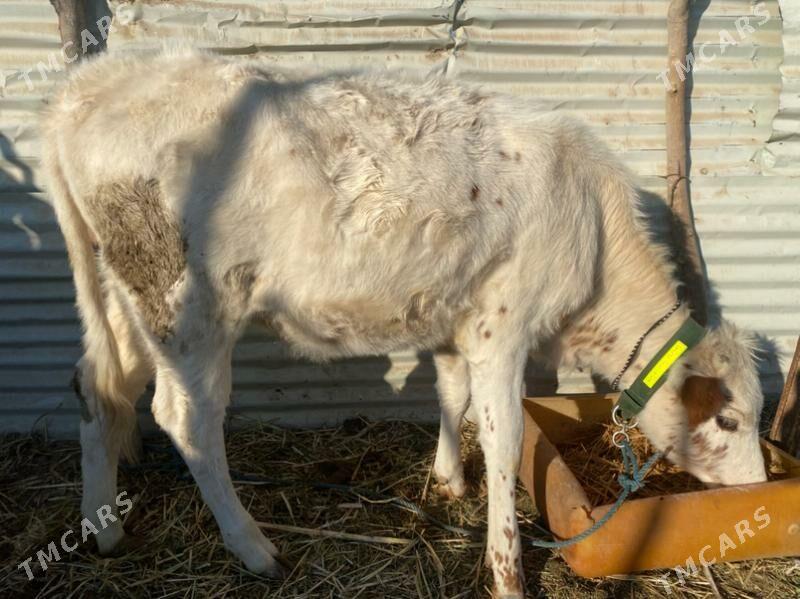 unajin - Фарап - img 6