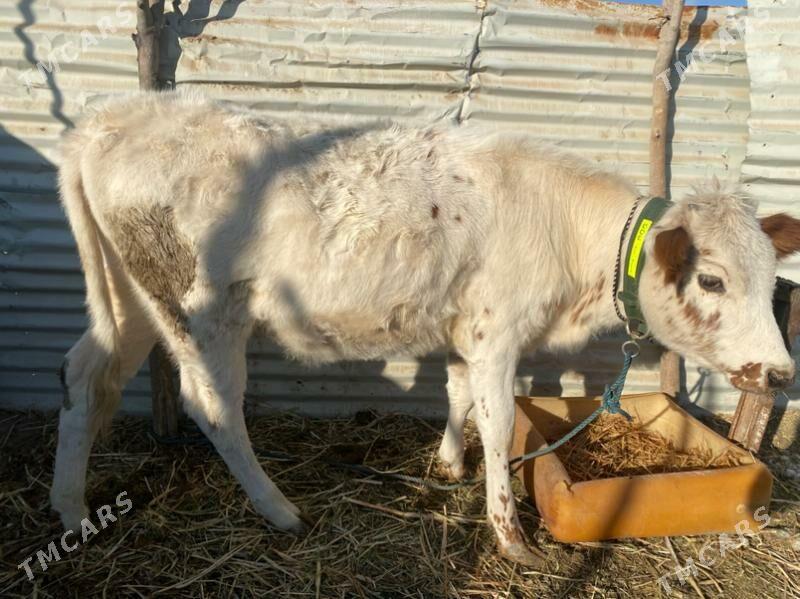 unajin - Фарап - img 4