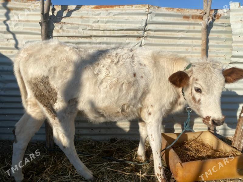 unajin - Фарап - img 2