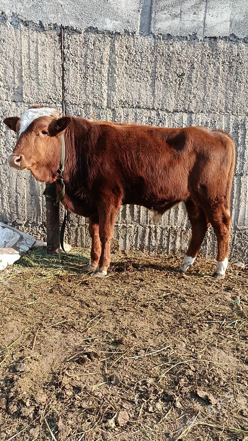 okuz ler - Бузмеин - img 2