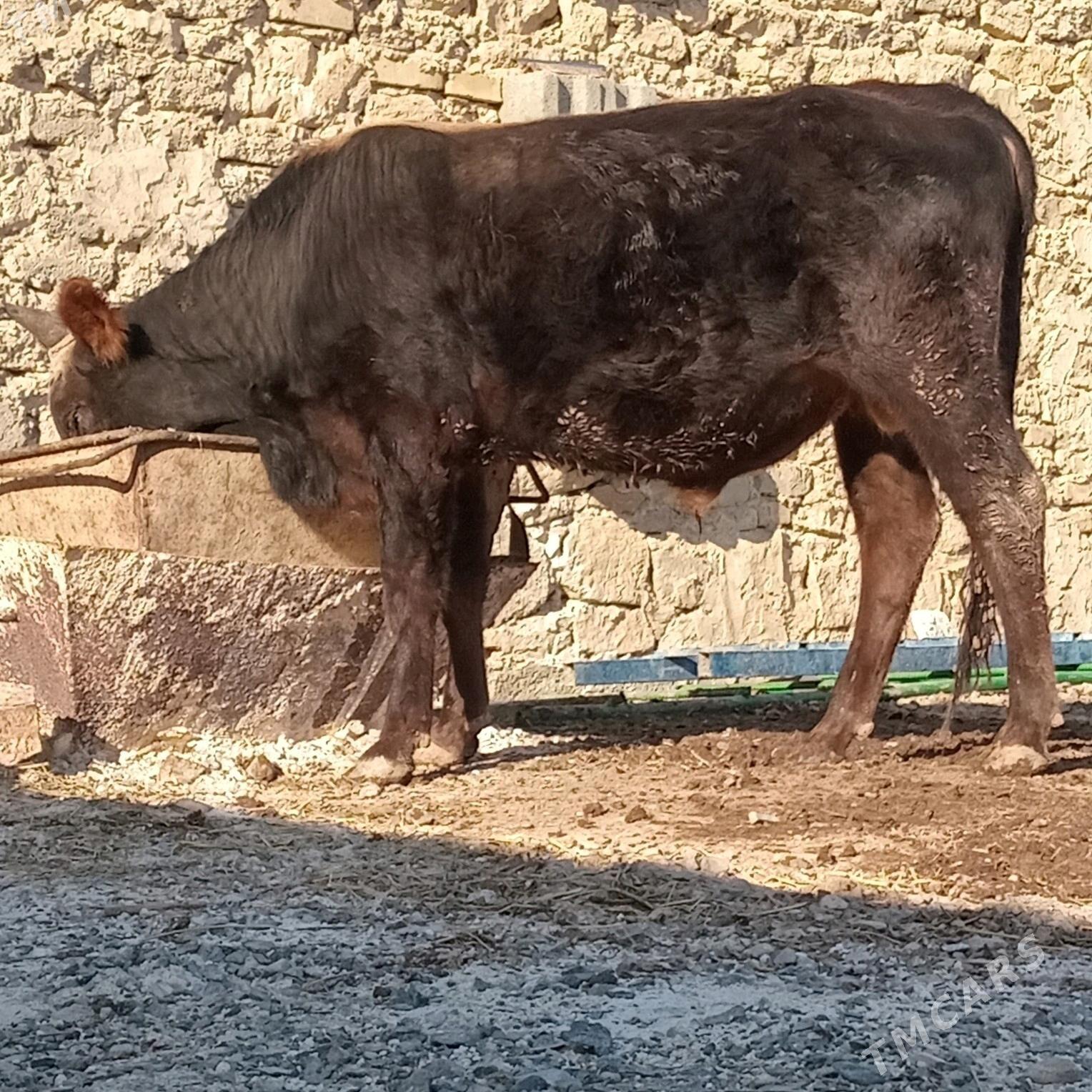 TOHUM okuz - Gyzylarbat - img 2