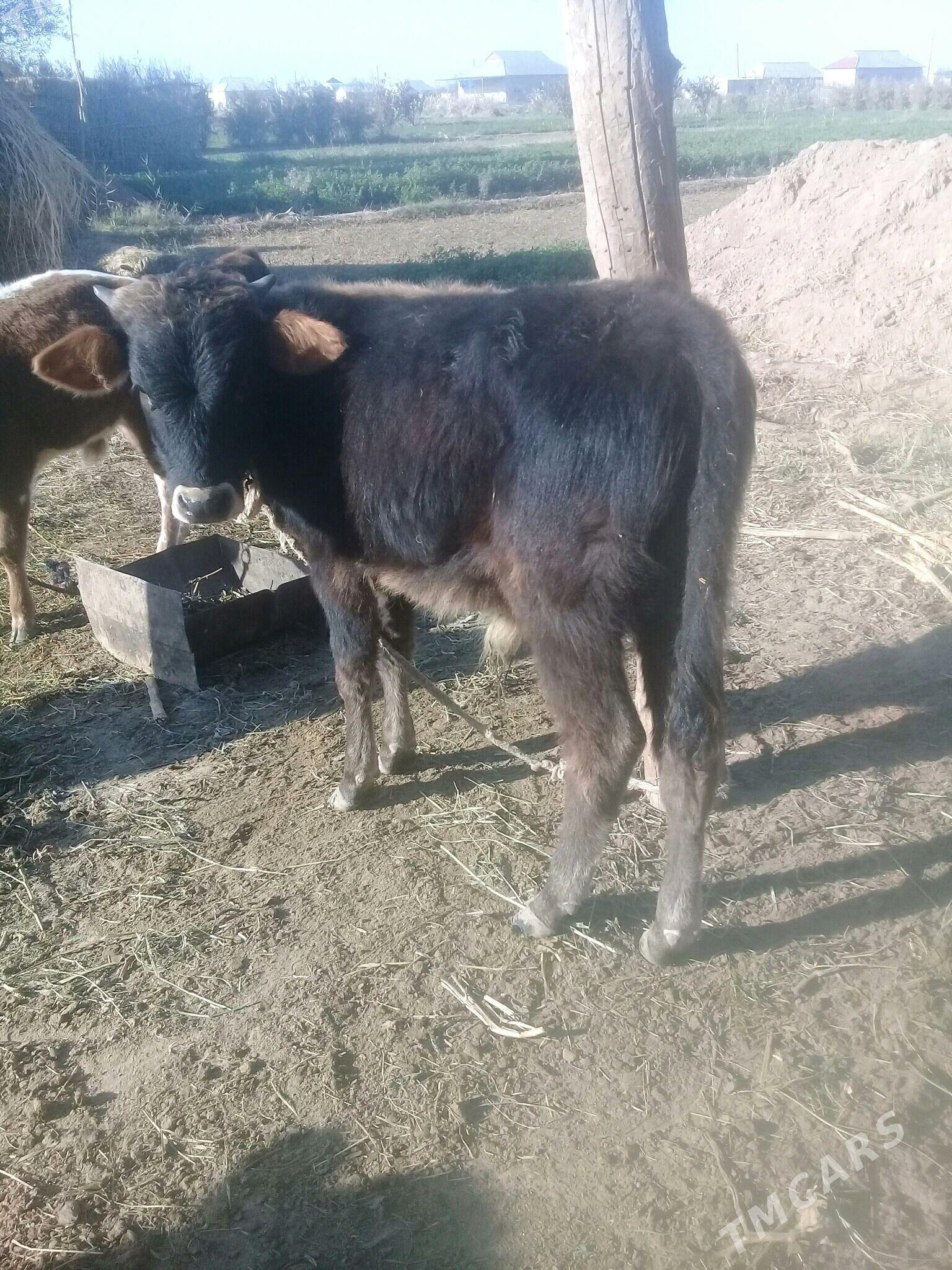 okuz - Babadaýhan - img 2