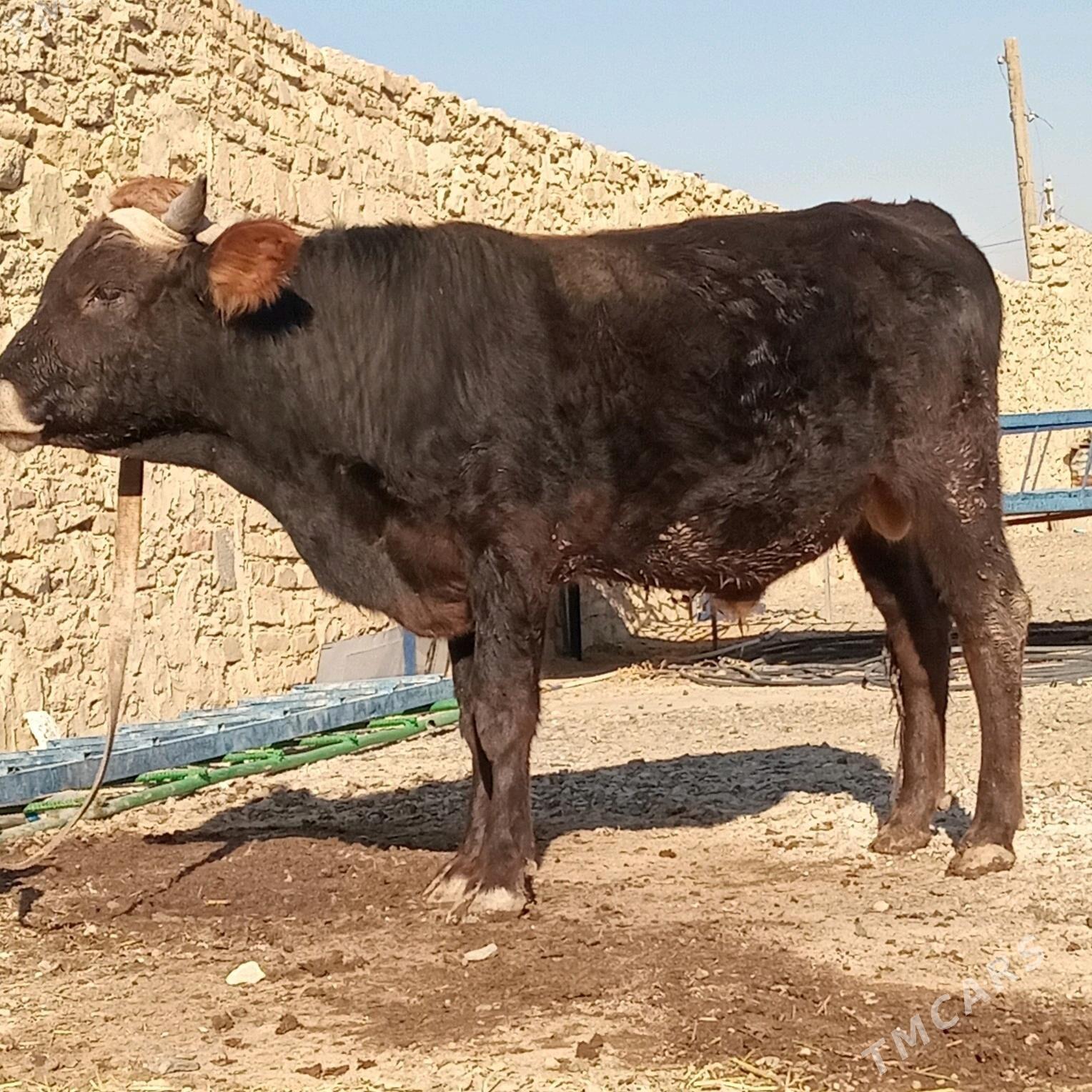 TOHUM okuz - Gyzylarbat - img 4