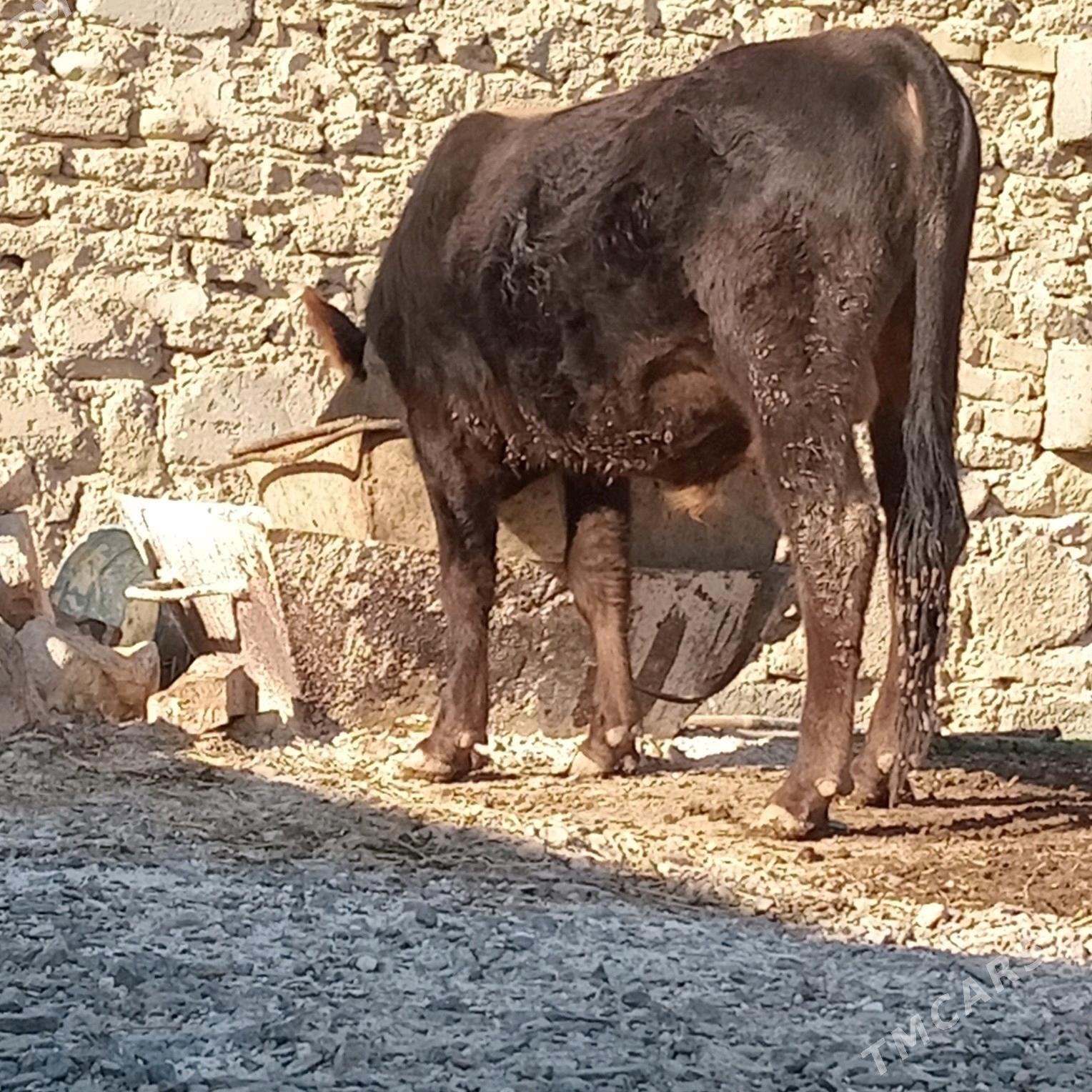 TOHUM okuz - Gyzylarbat - img 3