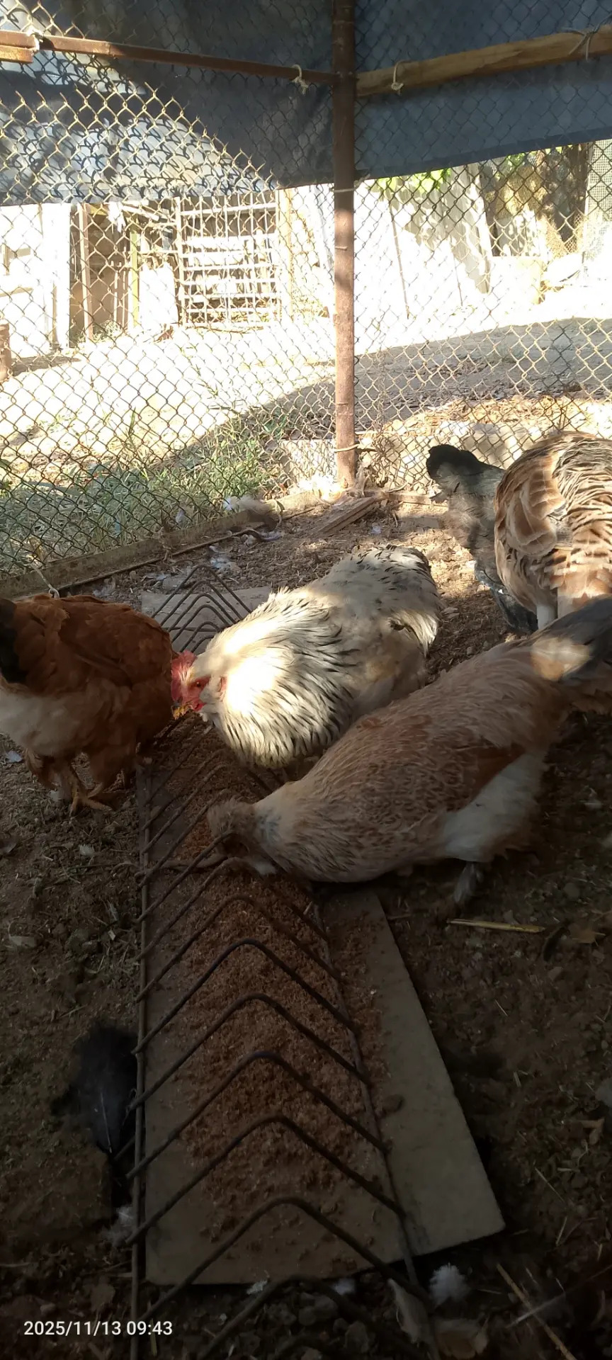 İnduk towuk - Сакарчага - img 4